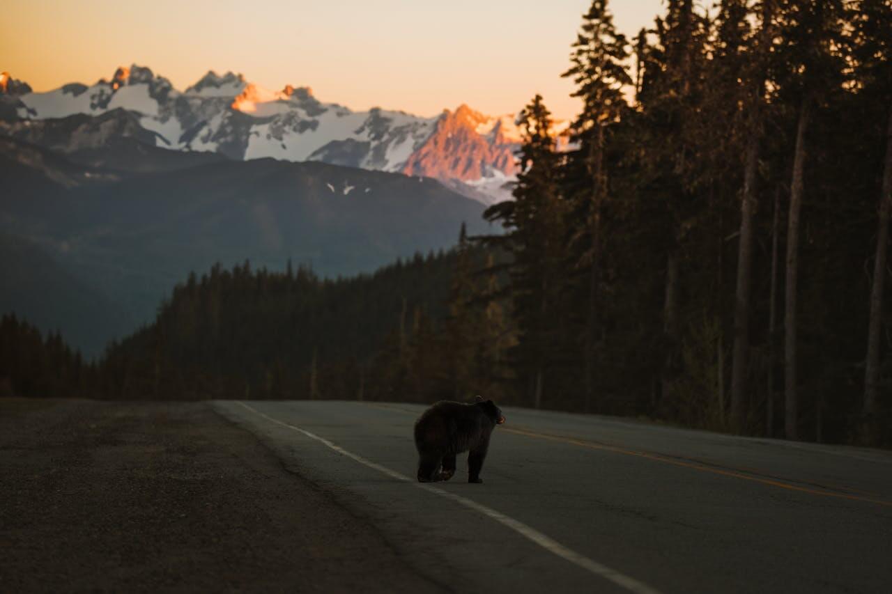 Mindset Explained - Disney Strategy - Bears on the road II